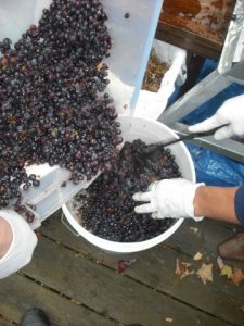 Getting the grapes ready for crushing.