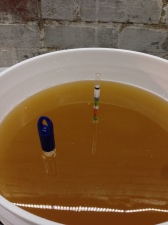 Checking the temperature and specific gravity of the must before pitching the yeast.
