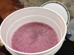 Juice added to Bentonite in primary fermenter
