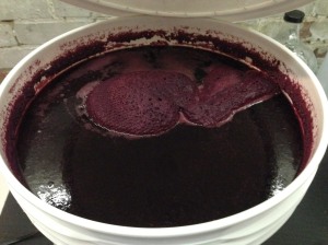 Froth is gone, grape skins are floating....this means the active stage of the primary fermentation is coming to an end.
