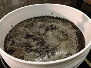The yeast is pitched....must becomes wine!